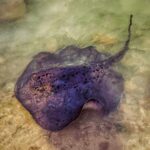 Samyukta Hornad Instagram - 🐸 Maldives, Indian Ocean