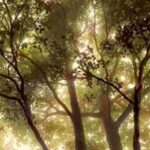 Samyukta Hornad Instagram - Seasons come and go… Leaves wither and fall… But I stand strong and tall, Because my roots are deep, I’m rooted to rise up. I welcome new light. #BeATree #EarthDay