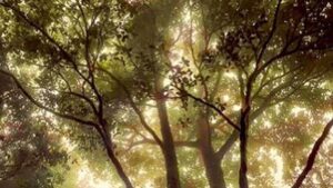 Samyukta Hornad Instagram - Seasons come and go… Leaves wither and fall… But I stand strong and tall, Because my roots are deep, I’m rooted to rise up. I welcome new light. #BeATree #EarthDay