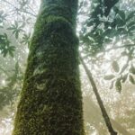 Samyukta Hornad Instagram - Seasons come and go… Leaves wither and fall… But I stand strong and tall, Because my roots are deep, I’m rooted to rise up. I welcome new light. #BeATree #EarthDay