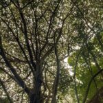 Samyukta Hornad Instagram - Seasons come and go… Leaves wither and fall… But I stand strong and tall, Because my roots are deep, I’m rooted to rise up. I welcome new light. #BeATree #EarthDay
