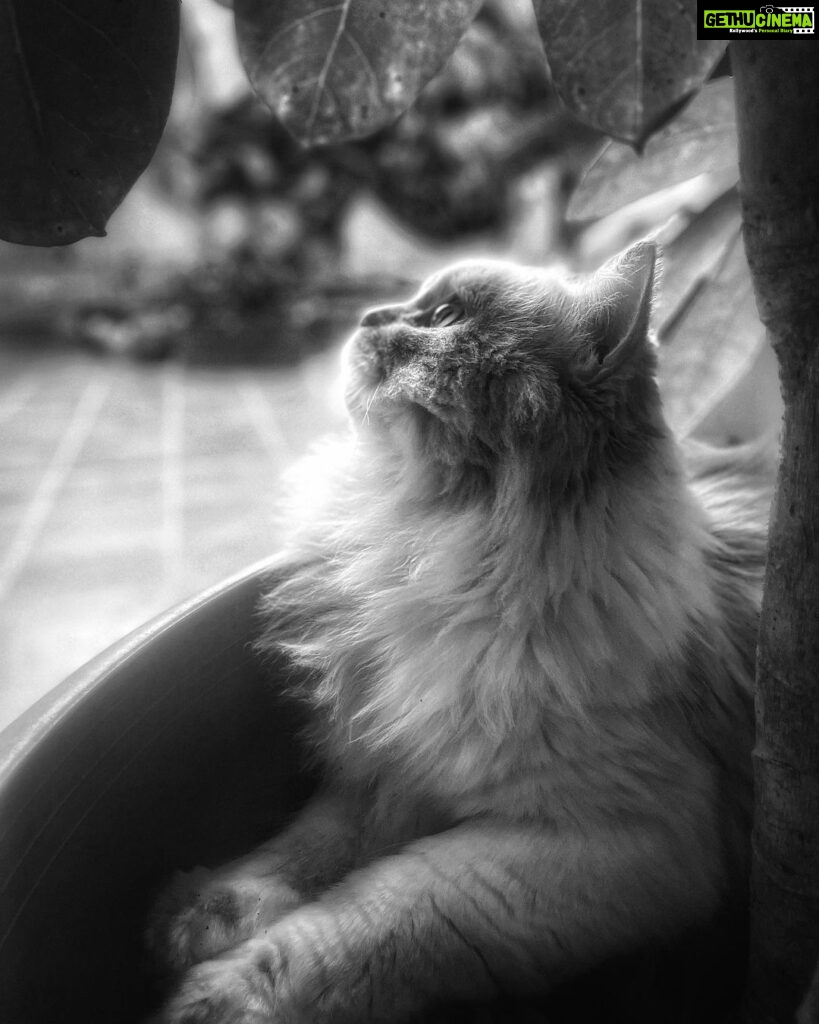 Samyukta Hornad Instagram - Mr. Kumbha Hornad 🤍 #caturday #cat #catsofinstagram
