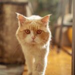 Samyukta Hornad Instagram – Mr. Kumbha Hornad 🤍 

#caturday #cat #catsofinstagram