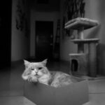 Samyukta Hornad Instagram - Mr. Kumbha Hornad 🤍 #caturday #cat #catsofinstagram