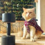 Samyukta Hornad Instagram - Mr. Kumbha Hornad 🤍 #caturday #cat #catsofinstagram