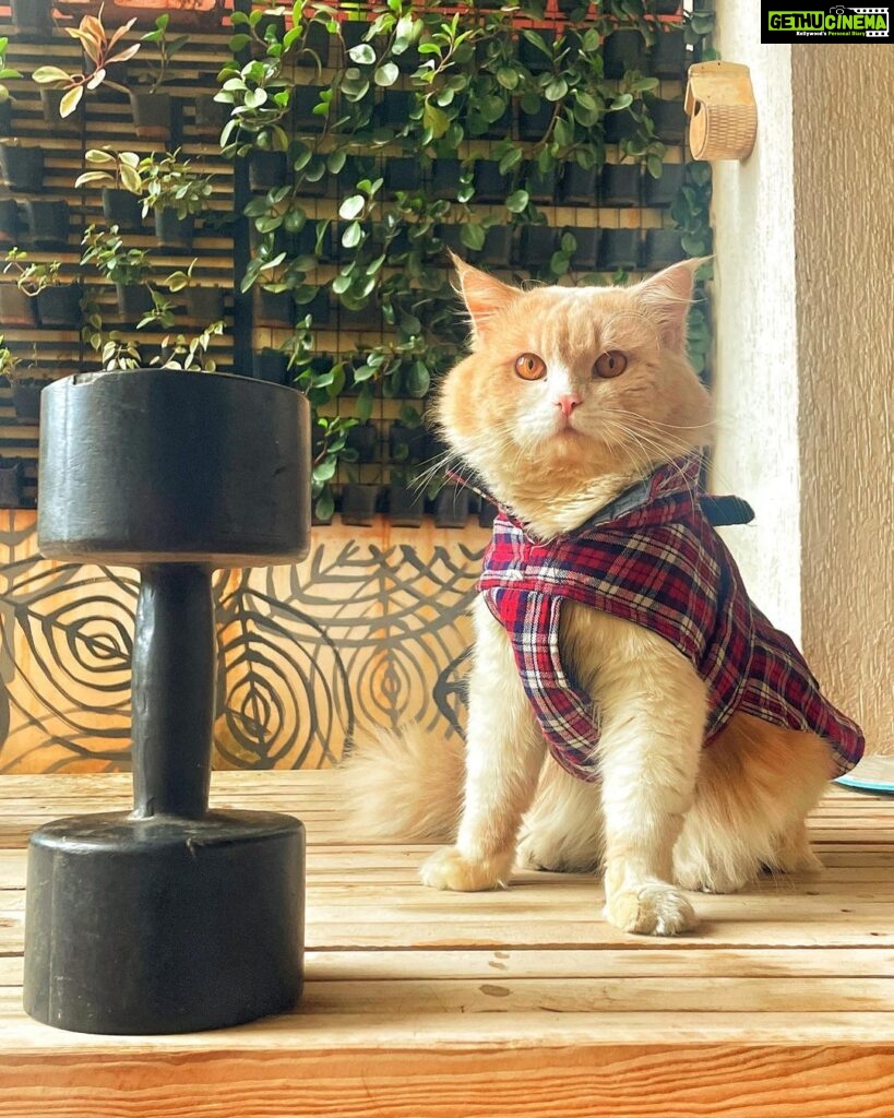 Samyukta Hornad Instagram - Mr. Kumbha Hornad 🤍 #caturday #cat #catsofinstagram