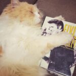 Samyukta Hornad Instagram – Mr. Kumbha Hornad 🤍 

#caturday #cat #catsofinstagram