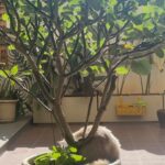 Samyukta Hornad Instagram - Mr. Kumbha Hornad 🤍 #caturday #cat #catsofinstagram