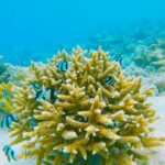 Sara Gurpal Instagram - #Sarakehndi it was a divine experience of my life when I first time did snorkelling and saw so many beautiful creatures.. Nature is so beautiful… I’m grateful that I could do it and I’ wanted to share this with you guys .. life is beautiful and happiness is a choice so Sara ‘s #FiveStrong things to Remember today -strength -Believe -motivation -Taking Risk -Be Adventurous . . . @mirihi_island_resort