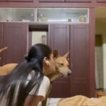 Sastika Rajendran Instagram – Thank you 👼 
#MyForever #dogsofinstagram #Dog #Scampi #Love #Loveyou Coimbatore, Tamil Nadu