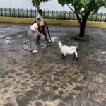 Sastika Rajendran Instagram – Me doing “Healthy Flirting”
Meanwhile the Goat does “the subtle art of not giving a fcuk”

Live commentary @aparna.rajkumar 😃
Producer @vjchristy 🤦🏼‍♀️

Please avoid comments like GOAT with goat 😏😅🥲

#animalsofinstagram #goat #siruvani #coimbatore DVARA Resorts