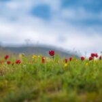 Sharanya Turadi Instagram - Hierapolis, once a thriving, multicultural ancient city and spa which stood the test of time of 2200 years and a powerful earthquake. Now a UNESCO World Heritage site, stands gracefully with beds of tulips wherever you see. History is beautiful❤️ #travelgram #turkey #history #tulips #heirapolis #unesco Hierápolis-Pamukkale