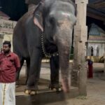 Sharanya Turadi Instagram - Frames of Thanjavur ❤️ 1. The colourful darbar of King Sarabhoji 2. The super cute elephant, ‘Mangalam’ from Kumbeshwarar temple, kumbakonam 3. The artistic view of Tanjavur palace 4. The famous filter coffee of Mangalambikai mess 5. My lifeline gang 6. The brass statue of Shiva and Parvathy from Chola period 7. The relaxing view of Tanjavuru mannu just before summer rains 8. This beautiful dome standing alone I found at Adikumbeshwarar temple with intricate colours painted inside 9. Me trying hard not to laugh while my whole gang is standing at the other side of the camera 😝 #kumbakonam #thanjavur #templesofsouthindia #mangalambikamess #thanjavurpalace #summerrains #historyisbeautiful Thanjur