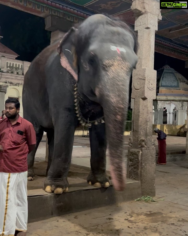 Sharanya Turadi Instagram - Frames of Thanjavur ❤️ 1. The colourful darbar of King Sarabhoji 2. The super cute elephant, ‘Mangalam’ from Kumbeshwarar temple, kumbakonam 3. The artistic view of Tanjavur palace 4. The famous filter coffee of Mangalambikai mess 5. My lifeline gang 6. The brass statue of Shiva and Parvathy from Chola period 7. The relaxing view of Tanjavuru mannu just before summer rains 8. This beautiful dome standing alone I found at Adikumbeshwarar temple with intricate colours painted inside 9. Me trying hard not to laugh while my whole gang is standing at the other side of the camera 😝 #kumbakonam #thanjavur #templesofsouthindia #mangalambikamess #thanjavurpalace #summerrains #historyisbeautiful Thanjur