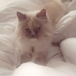 Shraddha Sharma Instagram – Kindly take 19 seconds to see my baby baking biscuits on me.  @lunamonkey