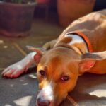 Shruti Seth Instagram – Happy 2nd birthday Mo 🎈
Thank you for choosing us to be your family ♥️
You make everything better 🐾

#dog #pet #indie #dogsofinstagram #motutitawaysethaslam #shruphotodiary