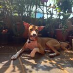 Shruti Seth Instagram - Happy 2nd birthday Mo 🎈 Thank you for choosing us to be your family ♥️ You make everything better 🐾 #dog #pet #indie #dogsofinstagram #motutitawaysethaslam #shruphotodiary