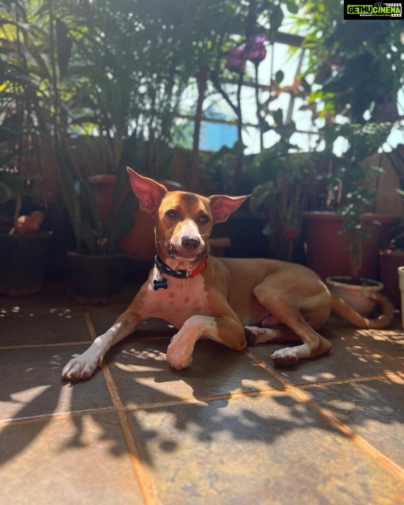 Shruti Seth Instagram - Happy 2nd birthday Mo 🎈 Thank you for choosing us to be your family ♥ You make everything better 🐾 #dog #pet #indie #dogsofinstagram #motutitawaysethaslam #shruphotodiary