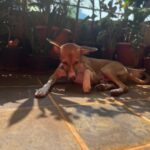 Shruti Seth Instagram - Happy 2nd birthday Mo 🎈 Thank you for choosing us to be your family ♥️ You make everything better 🐾 #dog #pet #indie #dogsofinstagram #motutitawaysethaslam #shruphotodiary