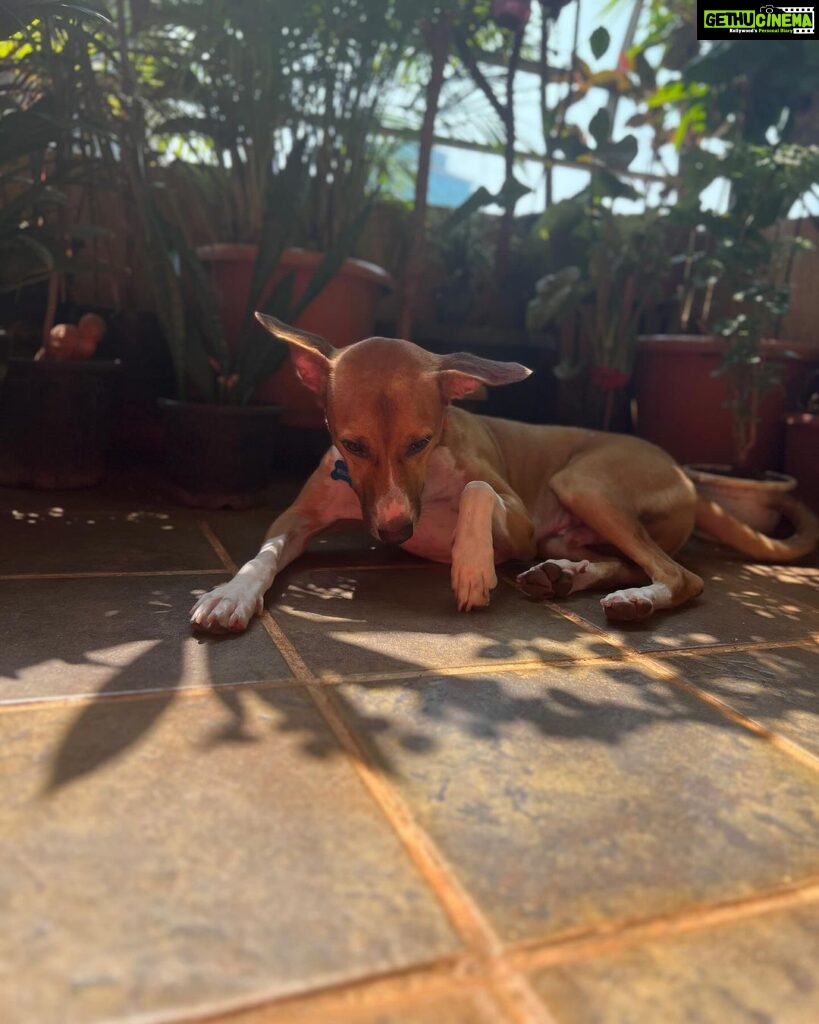 Shruti Seth Instagram - Happy 2nd birthday Mo 🎈 Thank you for choosing us to be your family ♥️ You make everything better 🐾 #dog #pet #indie #dogsofinstagram #motutitawaysethaslam #shruphotodiary