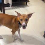 Shruti Seth Instagram – The cutest reaction from our dog when he’s asked if he wants to go for a walk with us.
Watch till the end of the video 🐾

#motutitawaysethaslam #dogsofinstagram #indie #pet #family #shruphotodiary