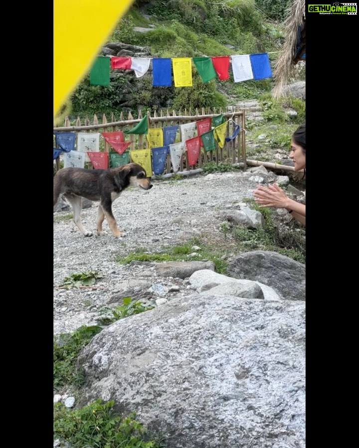 Simran Choudhary Instagram - Never met a doggo I did not want to pet (read squish) 🥹🐶🤍 . . . #mountaindog #mountaindogs #doggos #doggolove #cynophile #pawsome #indiedogs #indiedogsofinstagram #dogsofinstagram #puppy #puppylove #puppies