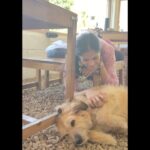 Simran Choudhary Instagram - Never met a doggo I did not want to pet (read squish) 🥹🐶🤍 . . . #mountaindog #mountaindogs #doggos #doggolove #cynophile #pawsome #indiedogs #indiedogsofinstagram #dogsofinstagram #puppy #puppylove #puppies