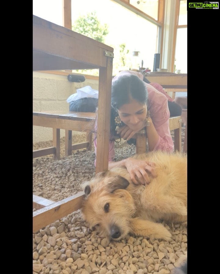 Simran Choudhary Instagram - Never met a doggo I did not want to pet (read squish) 🥹🐶🤍 . . . #mountaindog #mountaindogs #doggos #doggolove #cynophile #pawsome #indiedogs #indiedogsofinstagram #dogsofinstagram #puppy #puppylove #puppies