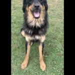 Simran Choudhary Instagram - Never met a doggo I did not want to pet (read squish) 🥹🐶🤍 . . . #mountaindog #mountaindogs #doggos #doggolove #cynophile #pawsome #indiedogs #indiedogsofinstagram #dogsofinstagram #puppy #puppylove #puppies