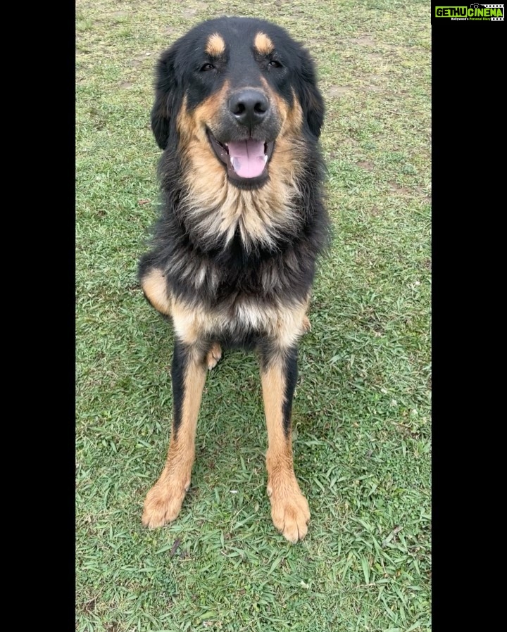 Simran Choudhary Instagram - Never met a doggo I did not want to pet (read squish) 🥹🐶🤍 . . . #mountaindog #mountaindogs #doggos #doggolove #cynophile #pawsome #indiedogs #indiedogsofinstagram #dogsofinstagram #puppy #puppylove #puppies