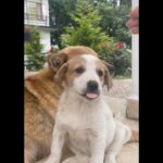 Simran Choudhary Instagram - Never met a doggo I did not want to pet (read squish) 🥹🐶🤍 . . . #mountaindog #mountaindogs #doggos #doggolove #cynophile #pawsome #indiedogs #indiedogsofinstagram #dogsofinstagram #puppy #puppylove #puppies