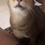Sneha Ullal Instagram - Cuddley Wuddly with my Bonet Boy #snehaullal #catsofinstagram #myfurbaby #petstagram #catrescue Mumbai, Maharashtra