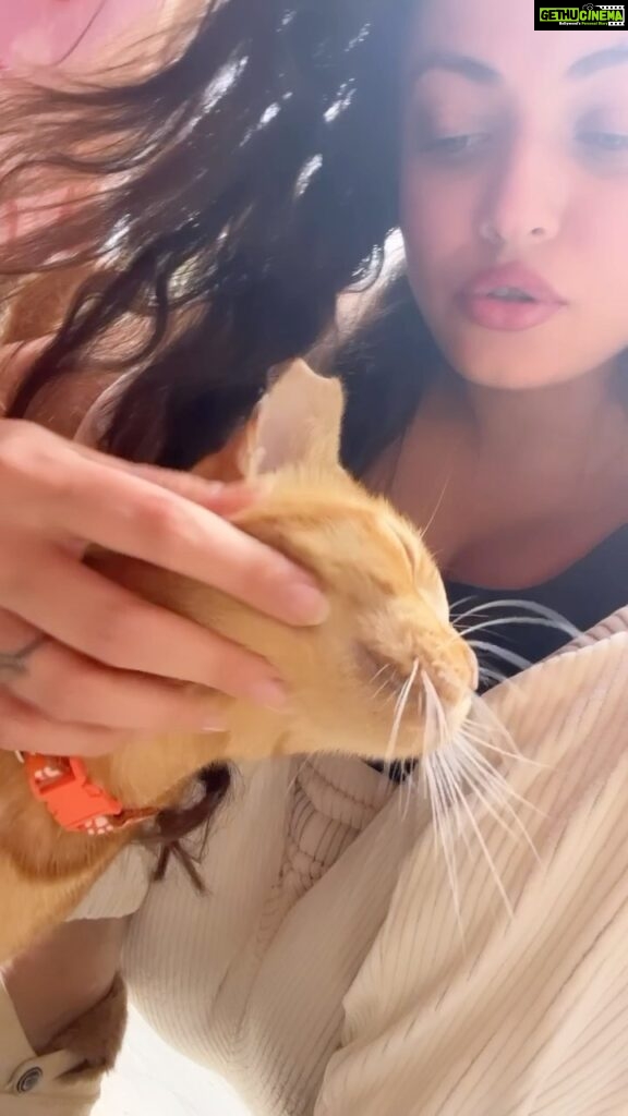 Sneha Ullal Instagram - Applauding the landmark decision by the Indian Supreme Court, reaffirming citizen’s right and duty to provide sustenance to our street animals.As the animals only rely on the kindness of caring individuals and the scraps of eateries,withholding this essential care can only result in suffering & illness.Nurturing these animals, cultivates a profound connection between humans and our fellow creatures.This ruling stands as a beacon,empowering countless feeders nationwide to make a difference.IN SHORT-YOUR BUILDING MEMBERS CANNOT STOP OR HARASS YOU FROM FEEDING STRAY ANIMALS.NO ONE CAN,OR SHOULD. #snehaullal #animalfeeding #animalrights #indiananimals #feedforchange #bekind #loveall