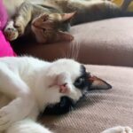 Sneha Ullal Instagram - My babies Pepsi and Bonet