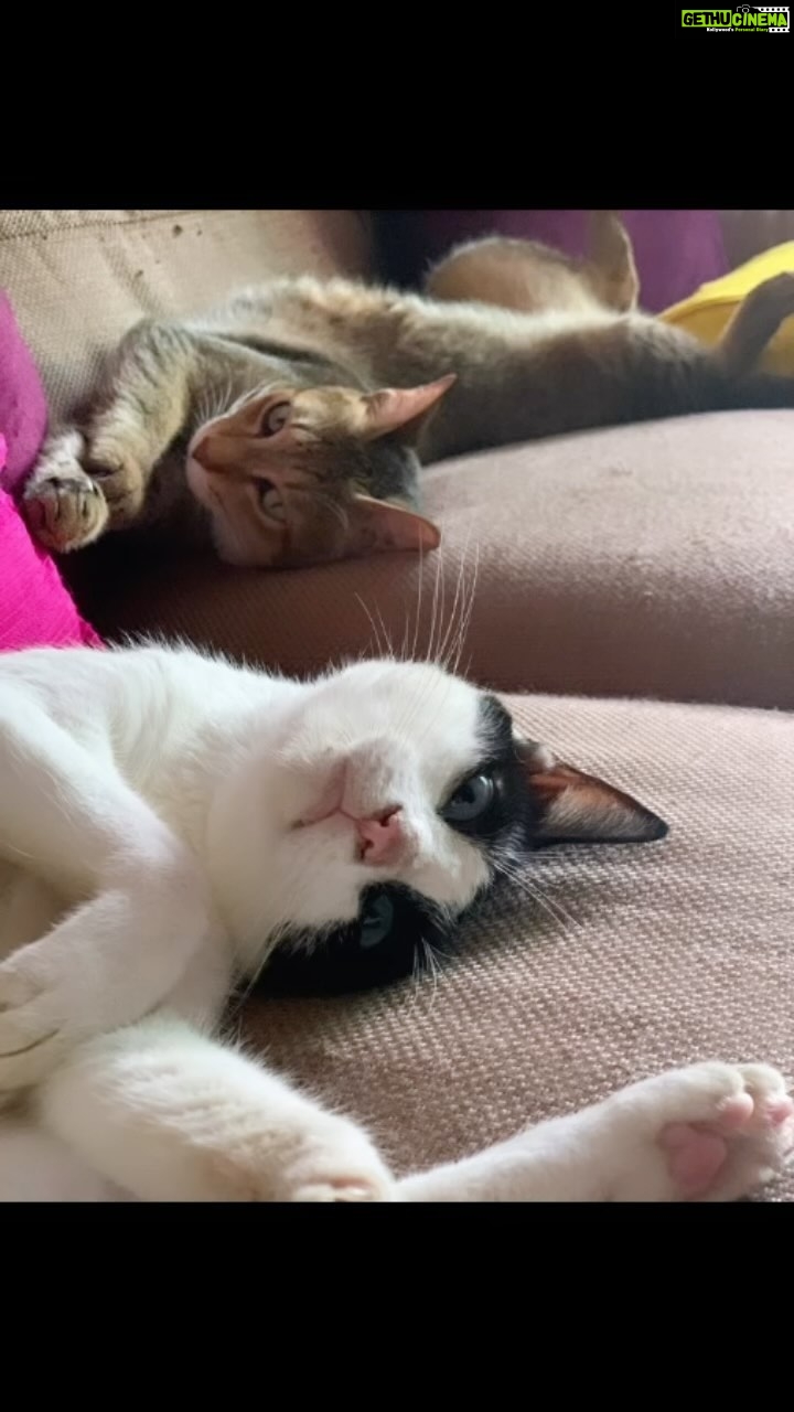 Sneha Ullal Instagram - My babies Pepsi and Bonet