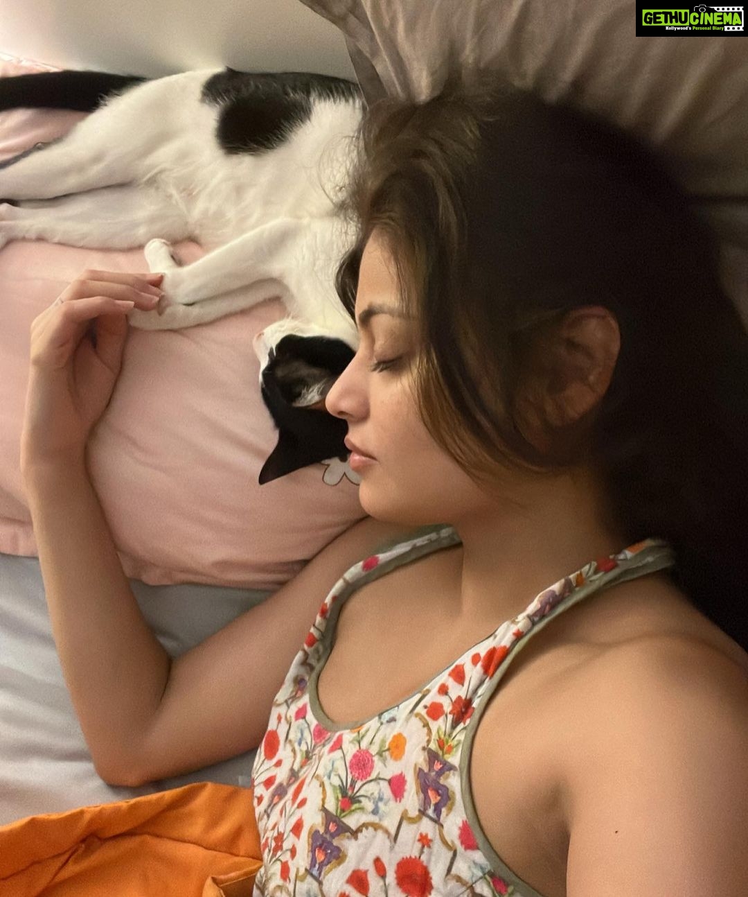 Sneha Ullal Instagram - Picket & I are Zzz 🐱 💤 #snehaullal #catsofinstagram Mumbai, Maharashtra