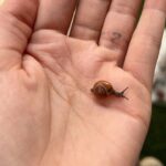 Sneha Ullal Instagram - Every life matters,from the smallest snail to the largest mammal. Let’s acknowledge the vast impact of human choices on all beings and strive for a world where compassion extends to every creature, prompting us to account for the billions of animals losing their lives everyday because of OUR CHOICES. #snehaullal #alllivesmatter #nature #crueltyfree #compassion #truth Mumbai - मुंबई