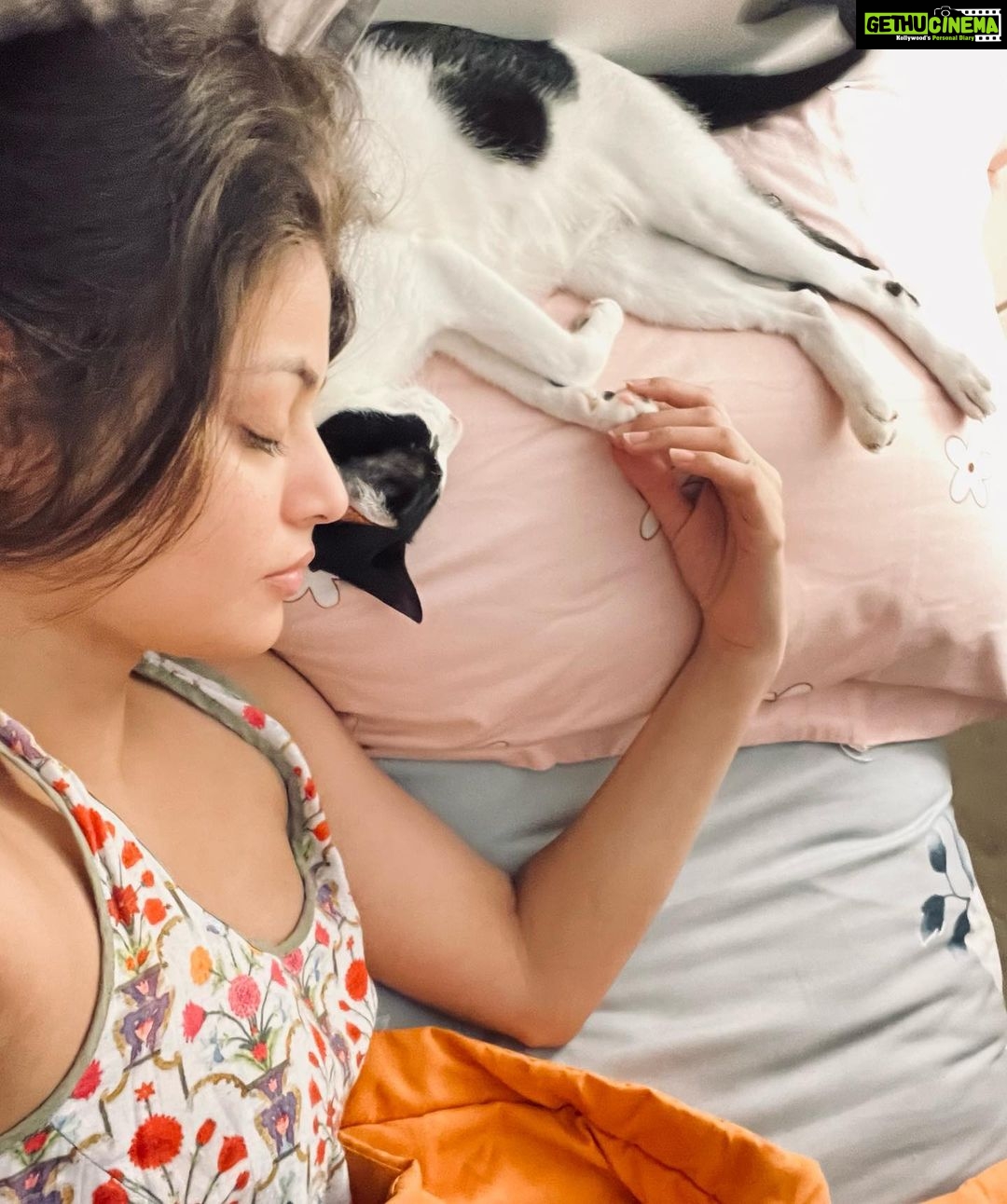 Sneha Ullal Instagram - Picket & I are Zzz 🐱 💤 #snehaullal #catsofinstagram Mumbai, Maharashtra