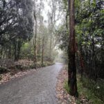 Sneha Wagh Instagram - Slide left to watch me…..Taking a walk in the forest 💝 . . . . . #travel #india #forest #pinetrees #nature #naturelover #sarangesneha #ssnehawagh #snehawagh #incredibleindia #indiatourism #india #wanderlust