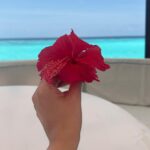 Sonal Chauhan Instagram – 𝓗𝓮𝔂 𝓽𝓱𝓻𝓮 ….🦈🩵🏝️
.
.
.
.
.
.
.
.
.
.
.
.
.
.
.
.
.
.
.
.
.
.
.
.
.
.
.
📸 @himanichauhan 
#love #ocean #pool #wmaldives #sonalchauhan #maldives W Maldives