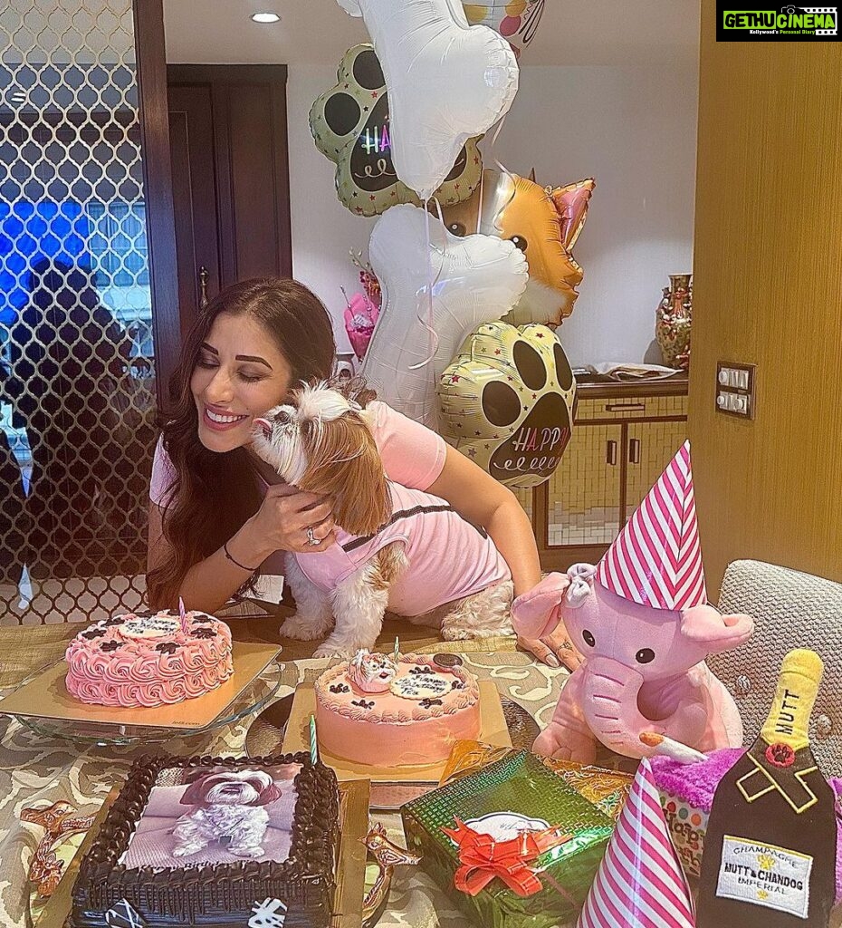 Sophie Choudry Instagram - Pink party for my princess!! Happy bday my Tia… You are our jaan, our world and we love you soooooo much!! May you be always be blessed with good health, your fave treats & trips to the mall😘😘💕💕🧿🧿🧿 Thank you Pooj for making her fave cake as always! @poojadhingra 💕💕 Also got foil balloons instead of single use plastic. Trying to do our bit💕💕 #mybabysbirthday #tiachoudry #dogmom #shihtzu #shihtzusofinstagram #bdaygirl #pinkparty #sophiechoudry