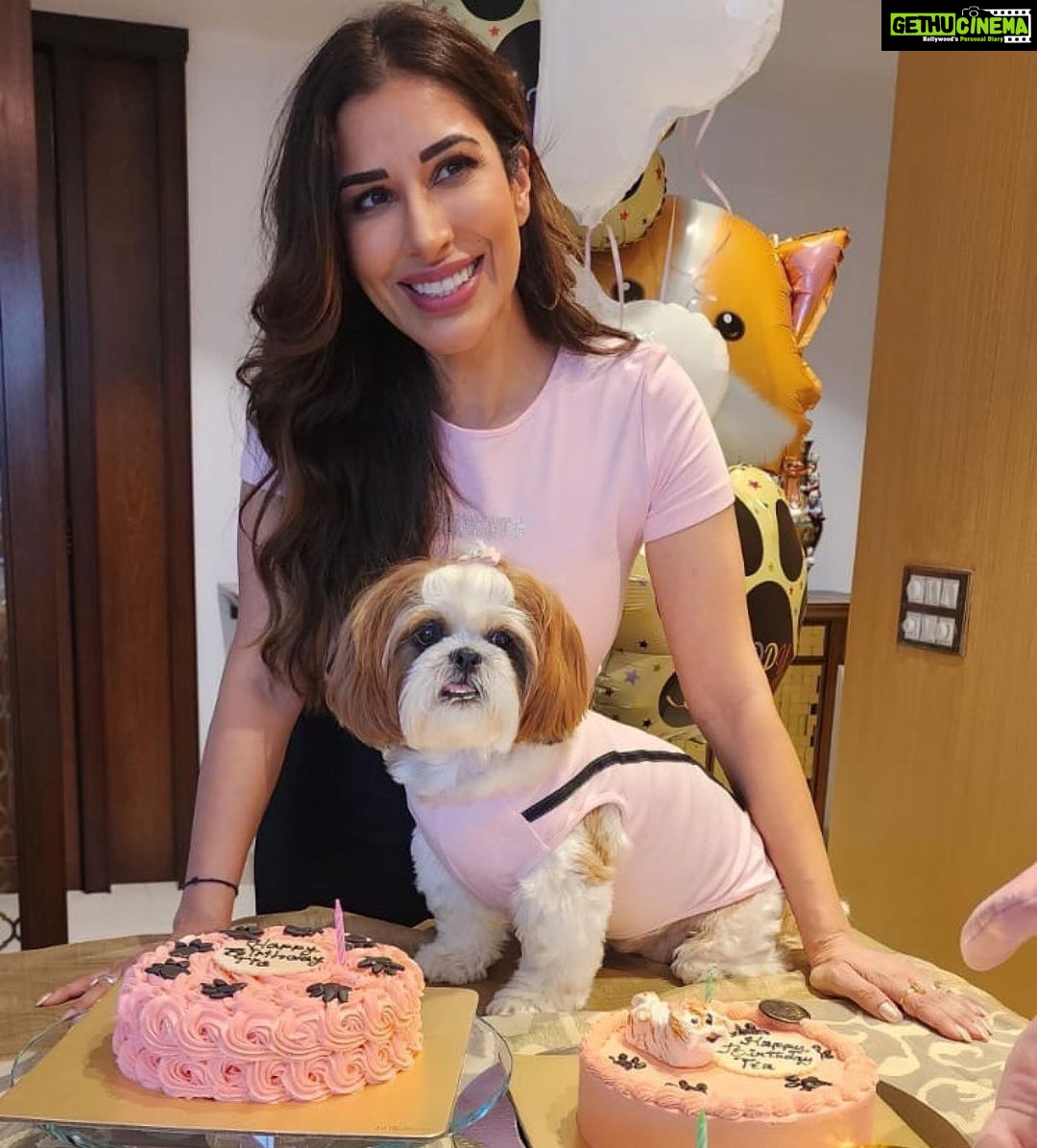Sophie Choudry Instagram - Pink party for my princess!! Happy bday my Tiaβ¦ You are our jaan, our world and we love you soooooo much!! May you be always be blessed with good health, your fave treats & trips to the mallπππππ§Ώπ§Ώπ§Ώ Thank you Pooj for making her fave cake as always! @poojadhingra ππ Also got foil balloons instead of single use plastic. Trying to do our bitππ #mybabysbirthday #tiachoudry #dogmom #shihtzu #shihtzusofinstagram #bdaygirl #pinkparty #sophiechoudry