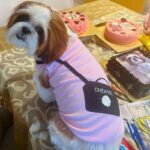 Sophie Choudry Instagram - Pink party for my princess!! Happy bday my Tia… You are our jaan, our world and we love you soooooo much!! May you be always be blessed with good health, your fave treats & trips to the mall😘😘💕💕🧿🧿🧿 Thank you Pooj for making her fave cake as always! @poojadhingra 💕💕 Also got foil balloons instead of single use plastic. Trying to do our bit💕💕 #mybabysbirthday #tiachoudry #dogmom #shihtzu #shihtzusofinstagram #bdaygirl #pinkparty #sophiechoudry