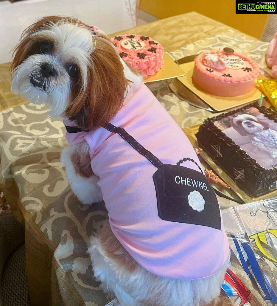 Sophie Choudry Instagram - Pink party for my princess!! Happy bday my Tia… You are our jaan, our world and we love you soooooo much!! May you be always be blessed with good health, your fave treats & trips to the mall😘😘💕💕🧿🧿🧿 Thank you Pooj for making her fave cake as always! @poojadhingra 💕💕 Also got foil balloons instead of single use plastic. Trying to do our bit💕💕 #mybabysbirthday #tiachoudry #dogmom #shihtzu #shihtzusofinstagram #bdaygirl #pinkparty #sophiechoudry