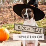 Soumya Seth Instagram - What better treat for this Halloween Season than a great home? 🏡 Don't get spooked away and start your search now! 👻 #halloween #halloweenseason #trickortreat #newhome #RealtorLife #VARealtor #RealEstate #RealEstateAgent #Home #Houses #Fairfax #Ashburn #Broadlands #LoudounCounty #GreatFalls #FairfaxCounty #Herndon #Tysons #TysonsCorner #McLean