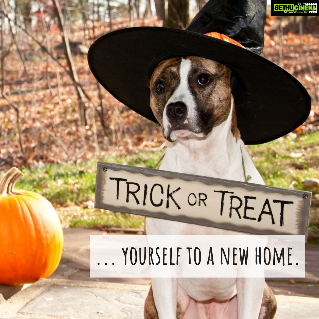 Soumya Seth Instagram - What better treat for this Halloween Season than a great home? π‘ Don't get spooked away and start your search now! π» #halloween #halloweenseason #trickortreat #newhome #RealtorLife #VARealtor #RealEstate #RealEstateAgent #Home #Houses #Fairfax #Ashburn #Broadlands #LoudounCounty #GreatFalls #FairfaxCounty #Herndon #Tysons #TysonsCorner #McLean