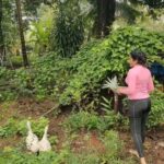 Sukrutha Wagle Instagram - Fruit Harvesting from our garden 🏡 #sustainableliving #organicgardening #organicfarming Udipi, Karnataka, India