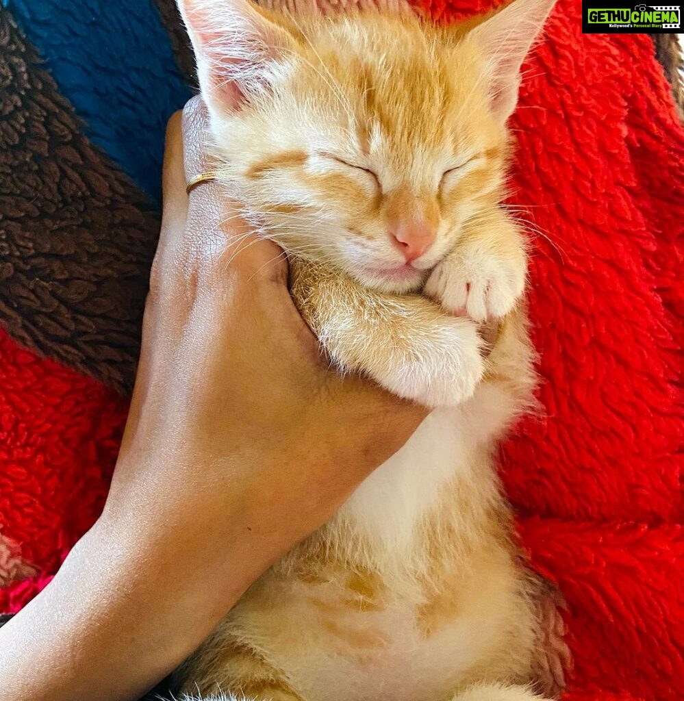 Surabhi Santosh Instagram - Story time: On Jan 23rd this year, in between our busy morning routine my family and I heard a kitten crying. I remember asking my mom about the kitten but I didn’t think much of it as I was in a hurry to get to work. When I came back home in the evening, I could still hear the cries, but now, it was much weaker. It went on for sometime before it completely stopped. My mom told me that the kitten had been crying the entire day. Around the same time, my dad received a call from my neighbour asking if we could foster a kitten that had just been rescued by a lady living a few houses away as she couldn’t keep the kitten since her mom was undergoing treatment for cancer; Thinking it might be the same kitten we heard crying all day, we walked over to her house with our carrier in tow. On the way, we hear the faint cry again, we decided to look around and found the cutest ginger cat hiding behind a lamp post! She was all but 2 weeks. Although she was tiny and weak, she was still brave in her attempts to defend herself as we tried to catch her. Finally she gave in and we put her in the carrier. Whilst being confused about our rescue, we received a call from the lady next door asking us where we were… It is then we realised that the kitten she was talking about was different!!! Since we promised her that we’d come, we went over to her house and found another beautiful ginger girl waiting for us. To our surprise the kitten we had just rescued and who had been crying non-stop since, immediately stopped crying at the sight of the other kitten. It is only after we put the 2nd kitten in our carrier that we realised that the both of them were in fact sisters from the same litter and had been abandoned by someone that morning 😮😮 It was heartwarming to watch how these scared kittens calmed down when they saw eachother. The initial plan was to foster them and give them to another loving home that could take care them both BUT the thought of having to give them away was unbearable and we just couldn’t. Now, 8 months later, they have become a big part of our small family and the happiness they bring to us every single day cannot be put into words. 😍🥰 Contd in caption.