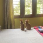 Surabhi Santosh Instagram – Story time: 

On Jan 23rd this year, in between our busy morning routine my family and I heard a kitten crying. I remember asking my mom about the kitten but I didn’t think much of it as I was in a hurry to get to work. When I came back home in the evening, I could still hear the cries, but now, it was much weaker. It went on for sometime before it completely stopped. My mom told me that the kitten had been crying the entire day. Around the same time, my dad received a call from my neighbour asking if we could foster a kitten that had just been rescued by a lady living a few houses away as she couldn’t keep the kitten since her mom was undergoing treatment for cancer; Thinking it might be the same kitten we heard crying all day, we walked over to her house with our carrier in tow. 
On the way, we hear the faint cry again, we decided to look around and found the cutest ginger cat hiding behind a lamp post! She was all but 2 weeks. Although she was tiny and weak, she was still brave in her attempts to defend herself as we tried to catch her. Finally she gave in and we put her in the carrier. 
Whilst being confused about our rescue, we received a call from the lady next door asking us where we were… It is then we realised that the kitten she was talking about was different!!! Since we promised her that we’d come, we went over to her house and found another beautiful ginger girl waiting for us. To our surprise the kitten we had just rescued and who had been crying non-stop since, immediately stopped crying at the sight of the other kitten. It is only after we put the 2nd kitten in our carrier that we realised that the both of them were in fact sisters from the same litter and had been abandoned by someone that morning 😮😮
It was heartwarming to watch how these scared kittens calmed down when they saw eachother. 
The initial plan was to foster them and give them to another loving home that could take care them both BUT the thought of having to give them away was unbearable and we just couldn’t.
Now, 8 months later, they have become a big part of our small family and the happiness they bring to us every single day cannot be put into words. 😍🥰

Contd in caption.