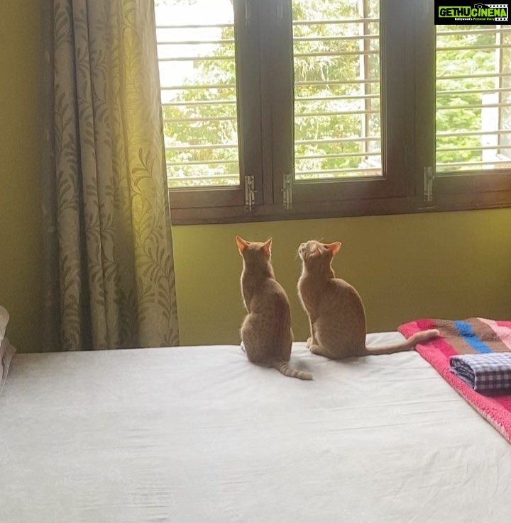 Surabhi Santosh Instagram - Story time: On Jan 23rd this year, in between our busy morning routine my family and I heard a kitten crying. I remember asking my mom about the kitten but I didn’t think much of it as I was in a hurry to get to work. When I came back home in the evening, I could still hear the cries, but now, it was much weaker. It went on for sometime before it completely stopped. My mom told me that the kitten had been crying the entire day. Around the same time, my dad received a call from my neighbour asking if we could foster a kitten that had just been rescued by a lady living a few houses away as she couldn’t keep the kitten since her mom was undergoing treatment for cancer; Thinking it might be the same kitten we heard crying all day, we walked over to her house with our carrier in tow. On the way, we hear the faint cry again, we decided to look around and found the cutest ginger cat hiding behind a lamp post! She was all but 2 weeks. Although she was tiny and weak, she was still brave in her attempts to defend herself as we tried to catch her. Finally she gave in and we put her in the carrier. Whilst being confused about our rescue, we received a call from the lady next door asking us where we were… It is then we realised that the kitten she was talking about was different!!! Since we promised her that we’d come, we went over to her house and found another beautiful ginger girl waiting for us. To our surprise the kitten we had just rescued and who had been crying non-stop since, immediately stopped crying at the sight of the other kitten. It is only after we put the 2nd kitten in our carrier that we realised that the both of them were in fact sisters from the same litter and had been abandoned by someone that morning 😮😮 It was heartwarming to watch how these scared kittens calmed down when they saw eachother. The initial plan was to foster them and give them to another loving home that could take care them both BUT the thought of having to give them away was unbearable and we just couldn’t. Now, 8 months later, they have become a big part of our small family and the happiness they bring to us every single day cannot be put into words. 😍🥰 Contd in caption.